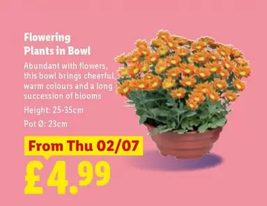 Flowering Plants in Bowl