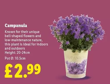 Campanula