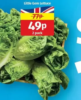 Little Gem Lettuce