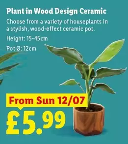 Sun - Plant in Wood Design Ceramic