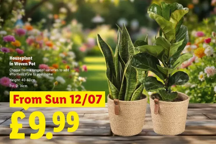 Sun - Houseplant in Woven Pot
