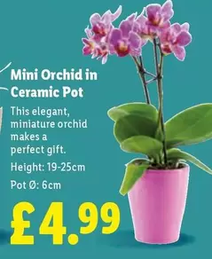Mini Orchid in Ceramic Pot