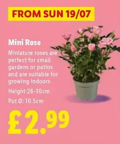Sun - Mini Rose