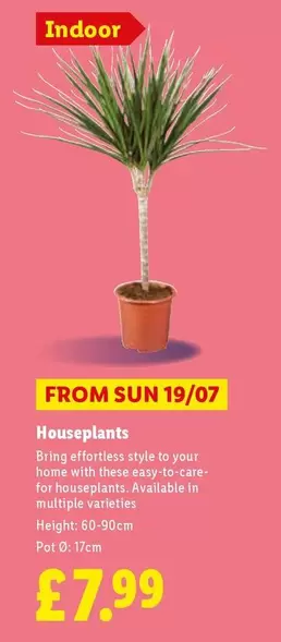 Sun - Houseplants