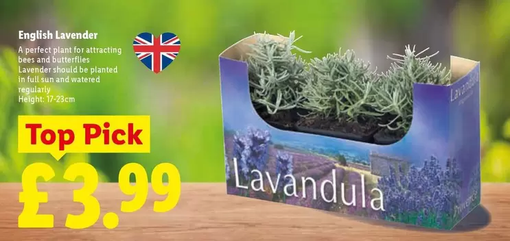 Sun - English Lavender