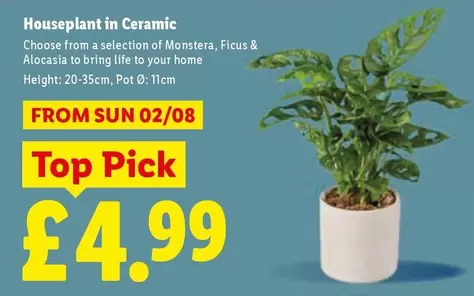 Sun - Houseplant in Ceramic