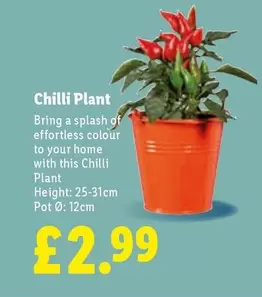 Chilli Plant