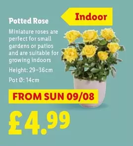 Sun - Potted Rose