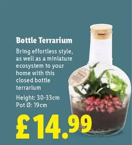 Bottle Terrarium