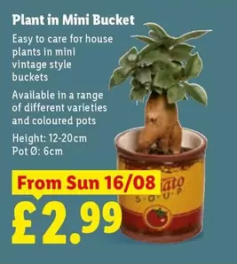 VINTAGE - Plant in Mini Bucket
