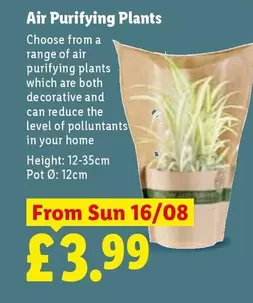 Sun - Air Purifying Plants