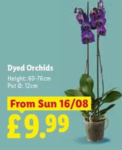 Sun - Dyed Orchids