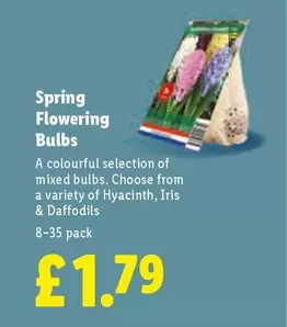 Spring Flowering Bulbs