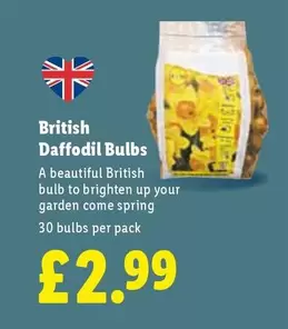 Daffodil Bulbs