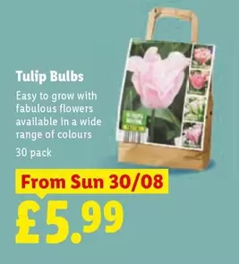 Sun - Tulip Bulbs