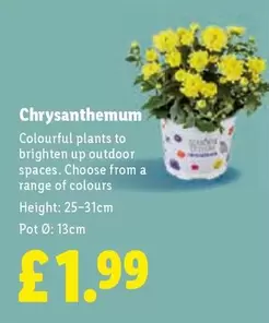 Chrysanthemum