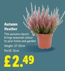Autumn Heather