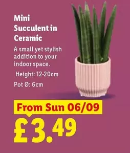 Sun - Mini Succulent in Ceramic