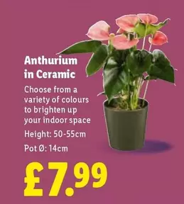 Anthurium in Ceramic