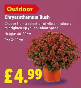 Chrysanthemum Bush