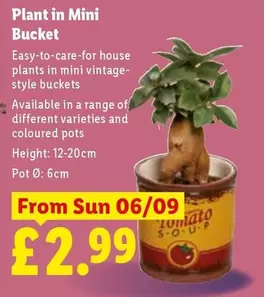 VINTAGE - Plant in Mini Bucket