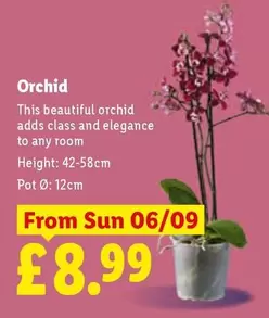 Sun - Orchid