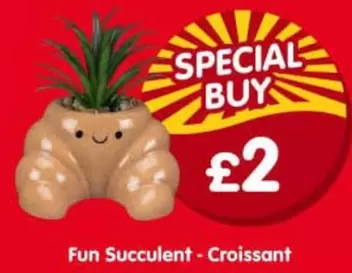 Fun Succulent - Croissant