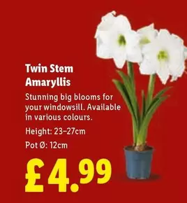 Twin Stem Amaryllis
