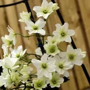 Clematis ‘Early Sensation’ (Avalanche) 2 Litre