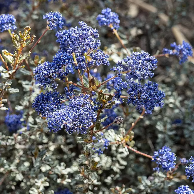 Ceanothus 'Blue Sapphire'