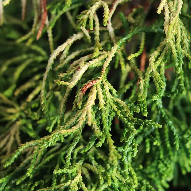 Chamaecyparis obtusa 'Tsatsumi Gold'