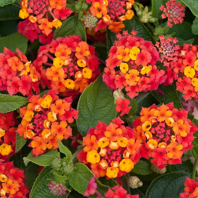 Lantana camara 'Lucky Red Flame'