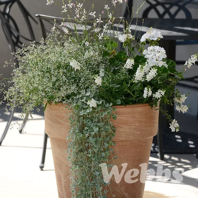 Dichondra argentea 'Silver Falls'