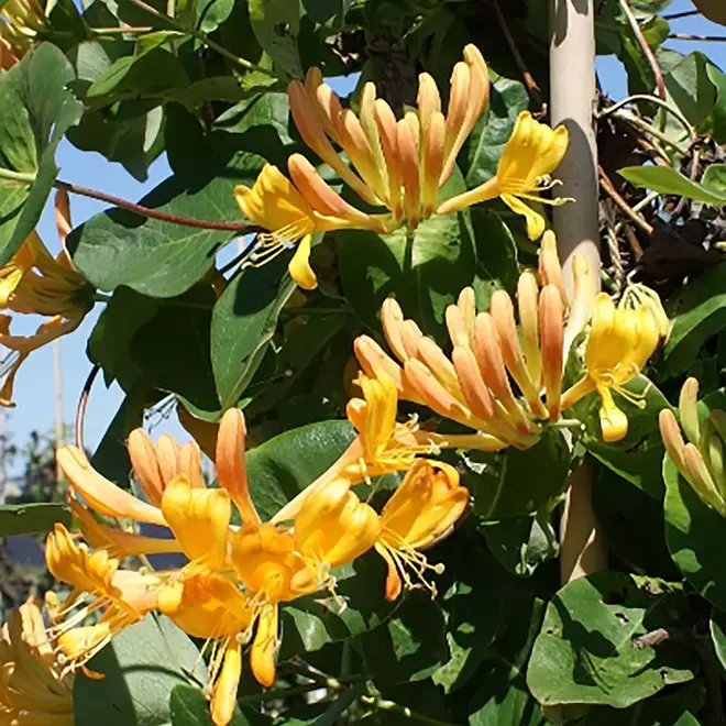 Lonicera tellmanniana