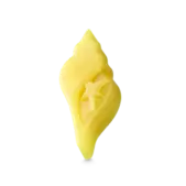Soothing Shell