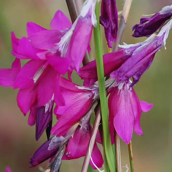 Dierama 'Blackberry Bells'
