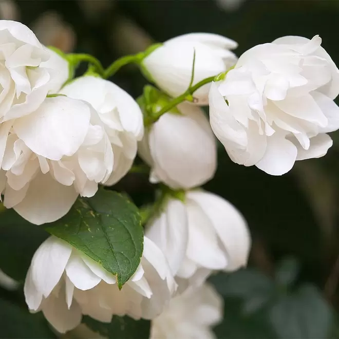 Philadelphus 'Snowbelle'