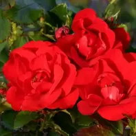 Mattocks Moment In Time Rose