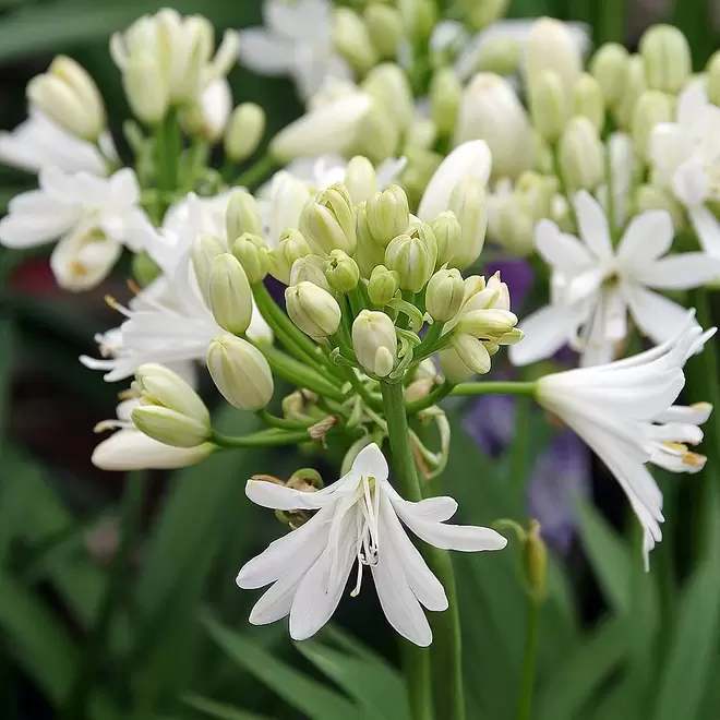 Agapanthus 'Double Diamond'