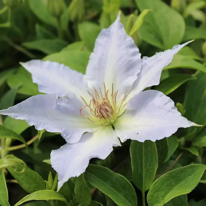 Clematis 'Tranquilite'
