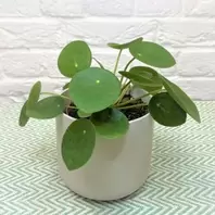 Pilea peperomoides - Chinese Money Plant - 12cm