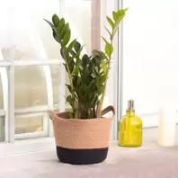 Zamioculcas Zamiifolia - 17cm