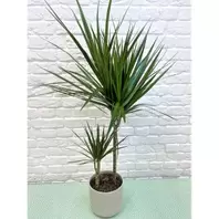 Dracaena - 19cm