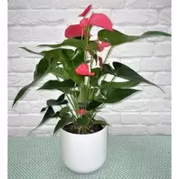Pink Anthurium - 12cm