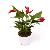 Anthurium Banderola Roji - 12cm
