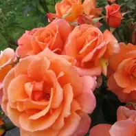Mattocks Scent From Heaven Rose
