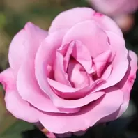 Mattocks My Lovely Dad Rose