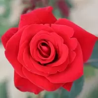 Mattocks Happy Ruby Wedding Rose