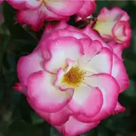 Mattocks Handel Rose