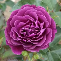 Mattocks Ebb Tide Rose